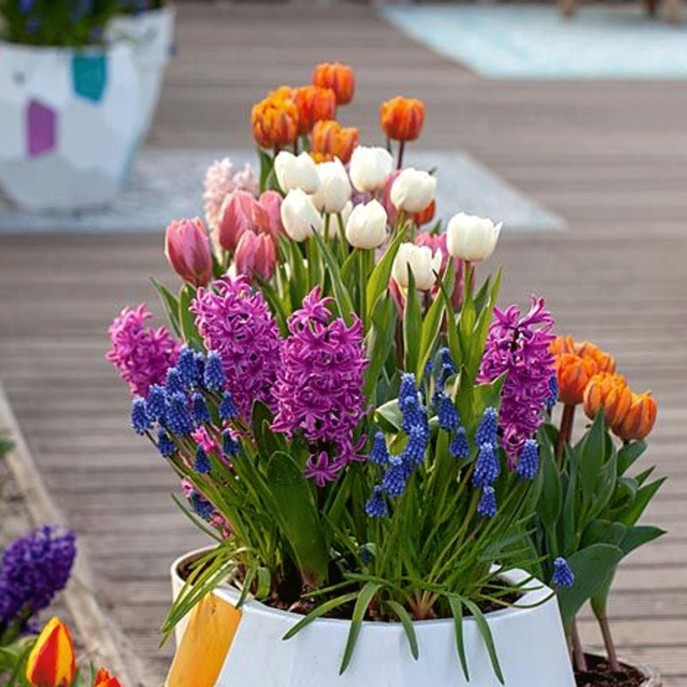 Bulbi Muscari Armeniacum 10 buc