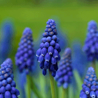 Thumbnail for Bulbi Muscari Armeniacum 10 buc