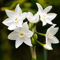 Thumbnail for Bulbi de narcisă Paperwhite în ghiveci, flori albe parfumate. narcise de primavara