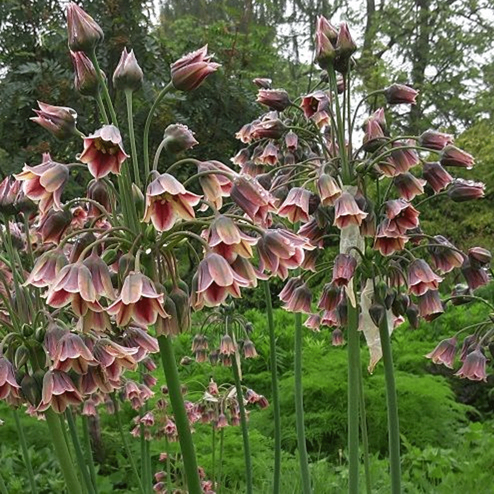 Bulbi Nectaroscordum siculum 5 buc