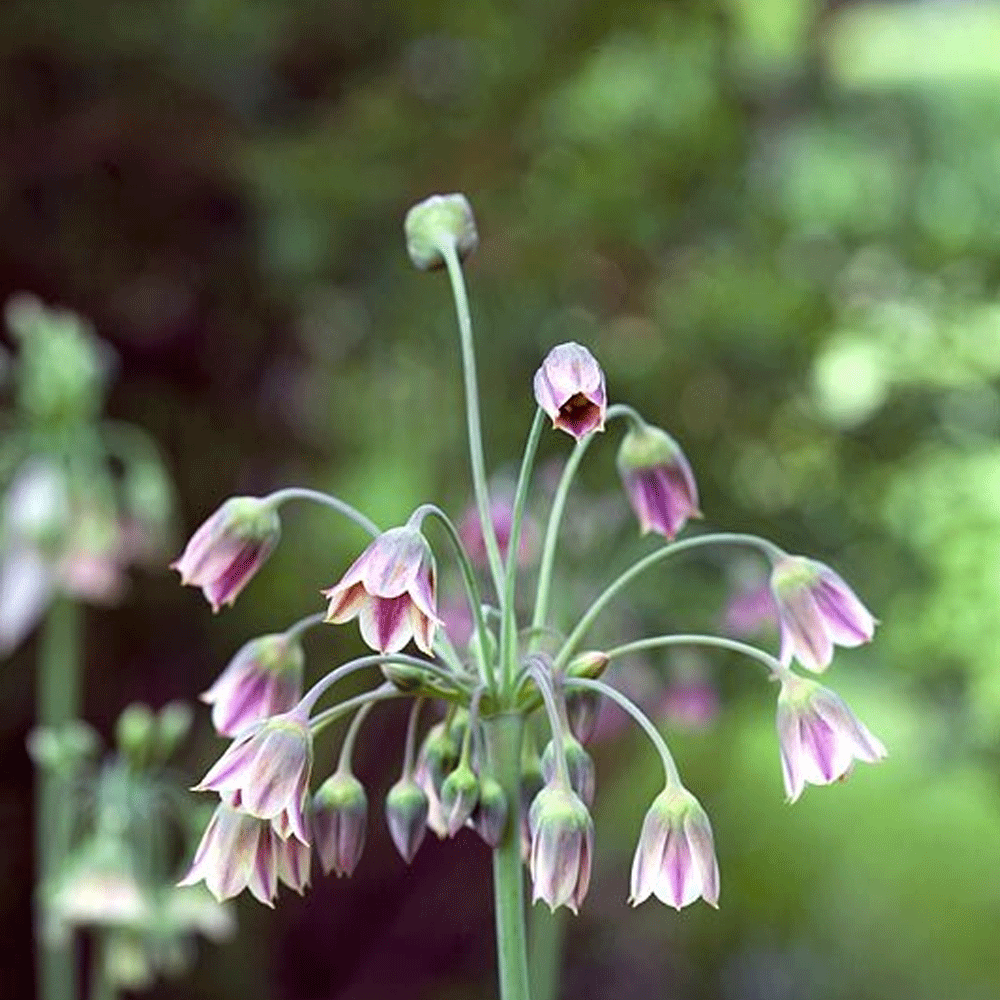 Bulbi Nectaroscordum siculum 5 buc