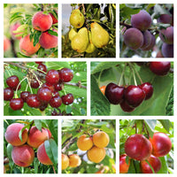 Thumbnail for Pachet BIO - stropirea pomilor fructiferi in repaus vegetativ (20L solutie, 100L solutie)