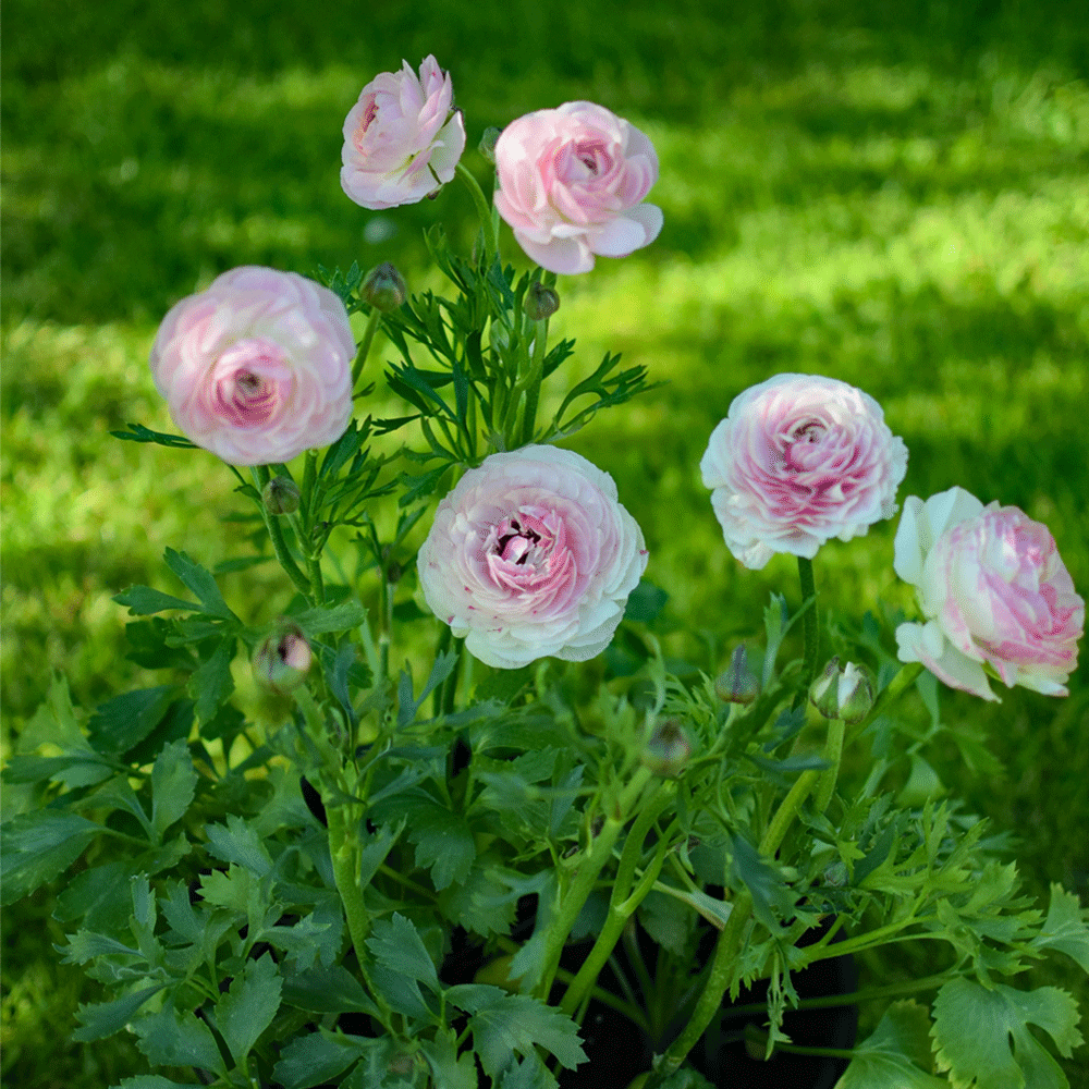 Bulbi Ranunculus Picotee PinK 10 buc