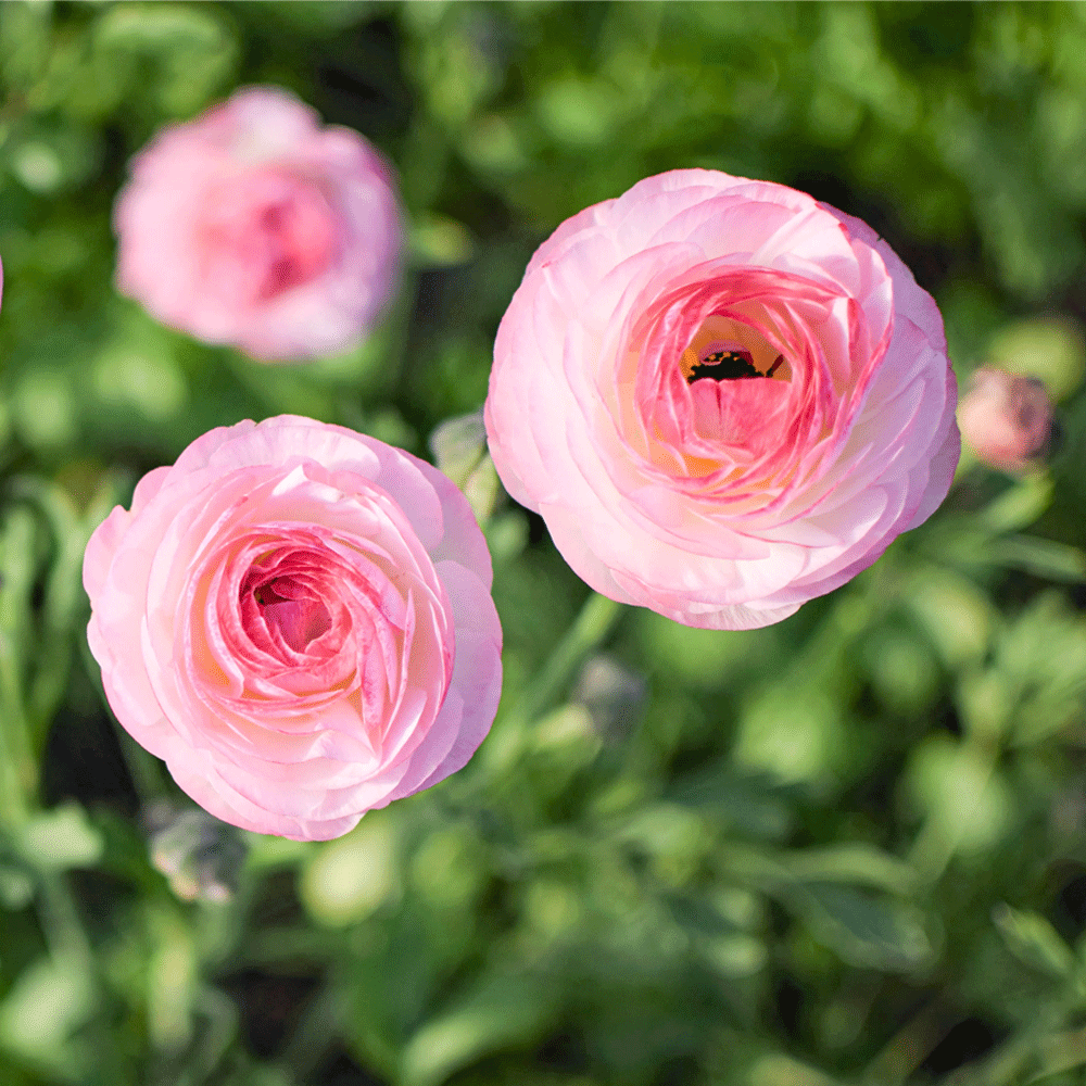 Bulbi Ranunculus Picotee PinK 10 buc