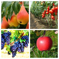 Thumbnail for Insecto - acaricid Safran 1.8 EC (10ml, 100ml)