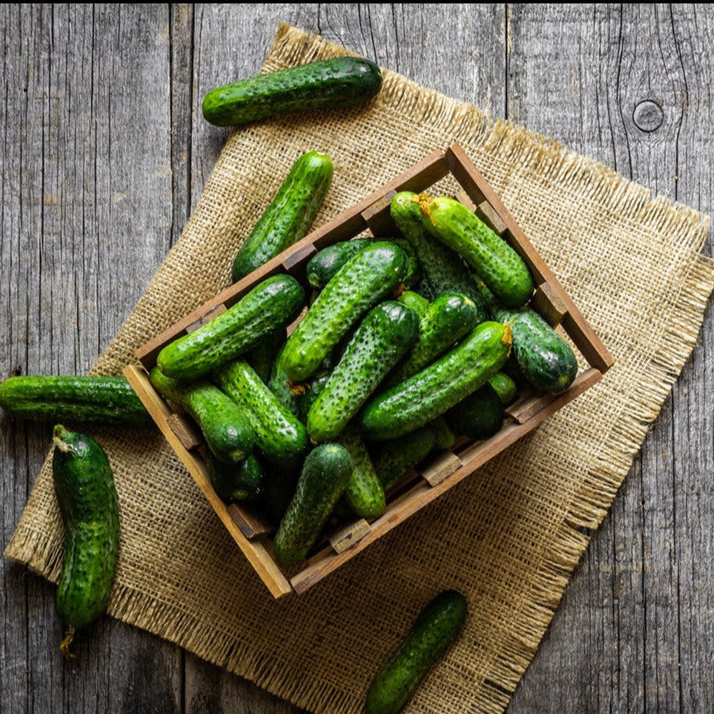 Seminte Castraveti Chaikovskiy  F1 250 sem