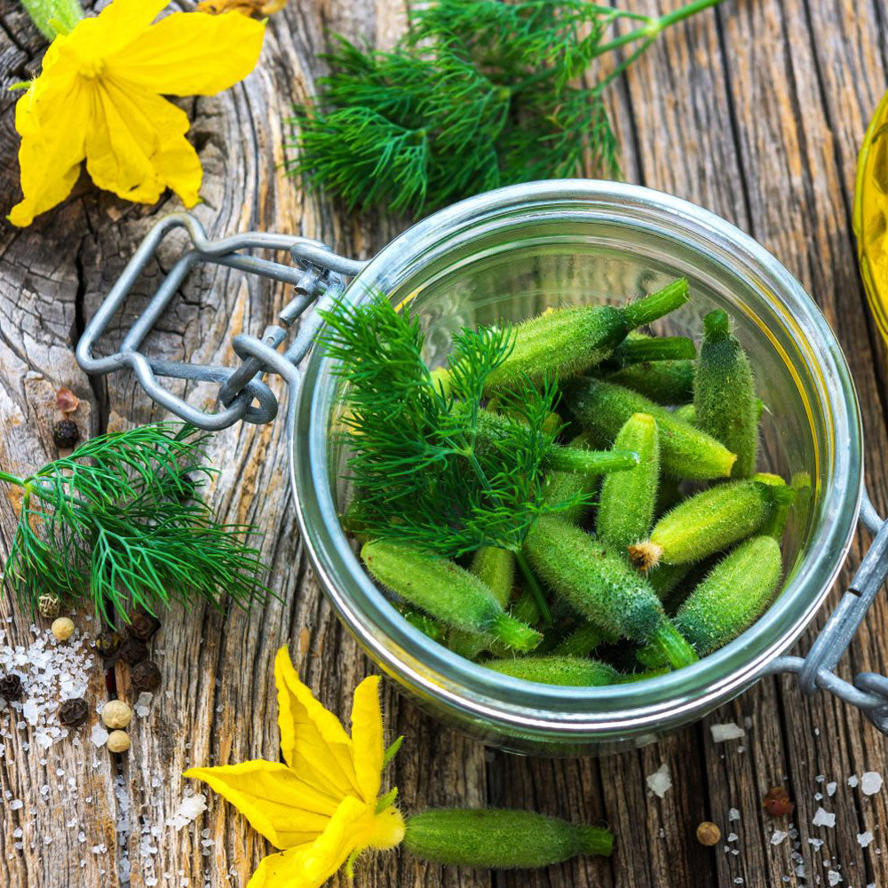 Seminte Castraveti Ekol F1 500 sem