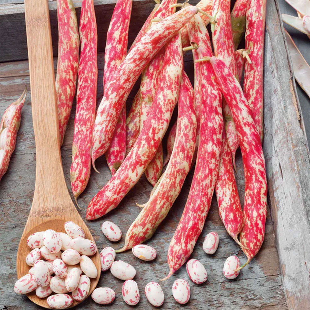 Seminte Fasole Stromboli 50g