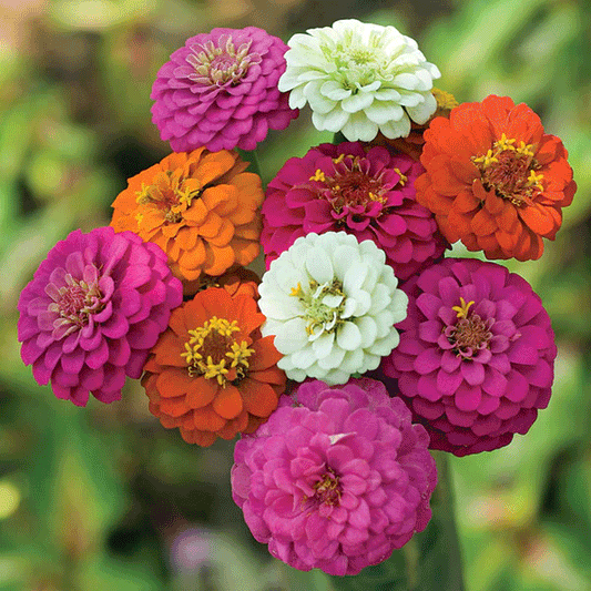 Seminte flori Carciumarese (Zinnia elegans) Liliput Mix 2 g