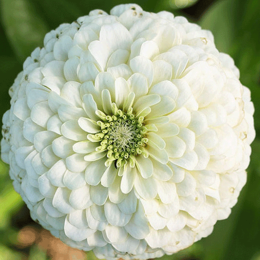 Seminte flori Carciumarese (Zinnia elegans) Albe 2g