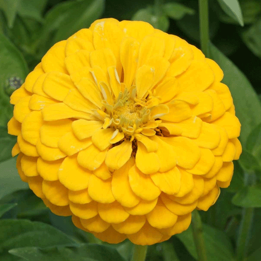 Seminte flori Carciumarese (Zinnia elegans) Galbene 2g
