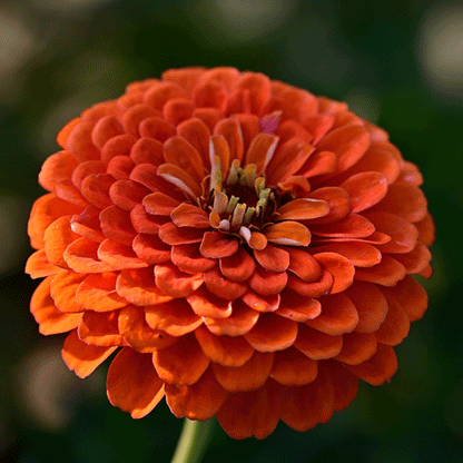 Seminte flori Carciumarese (Zinnia elegans) Portocalii 2 g