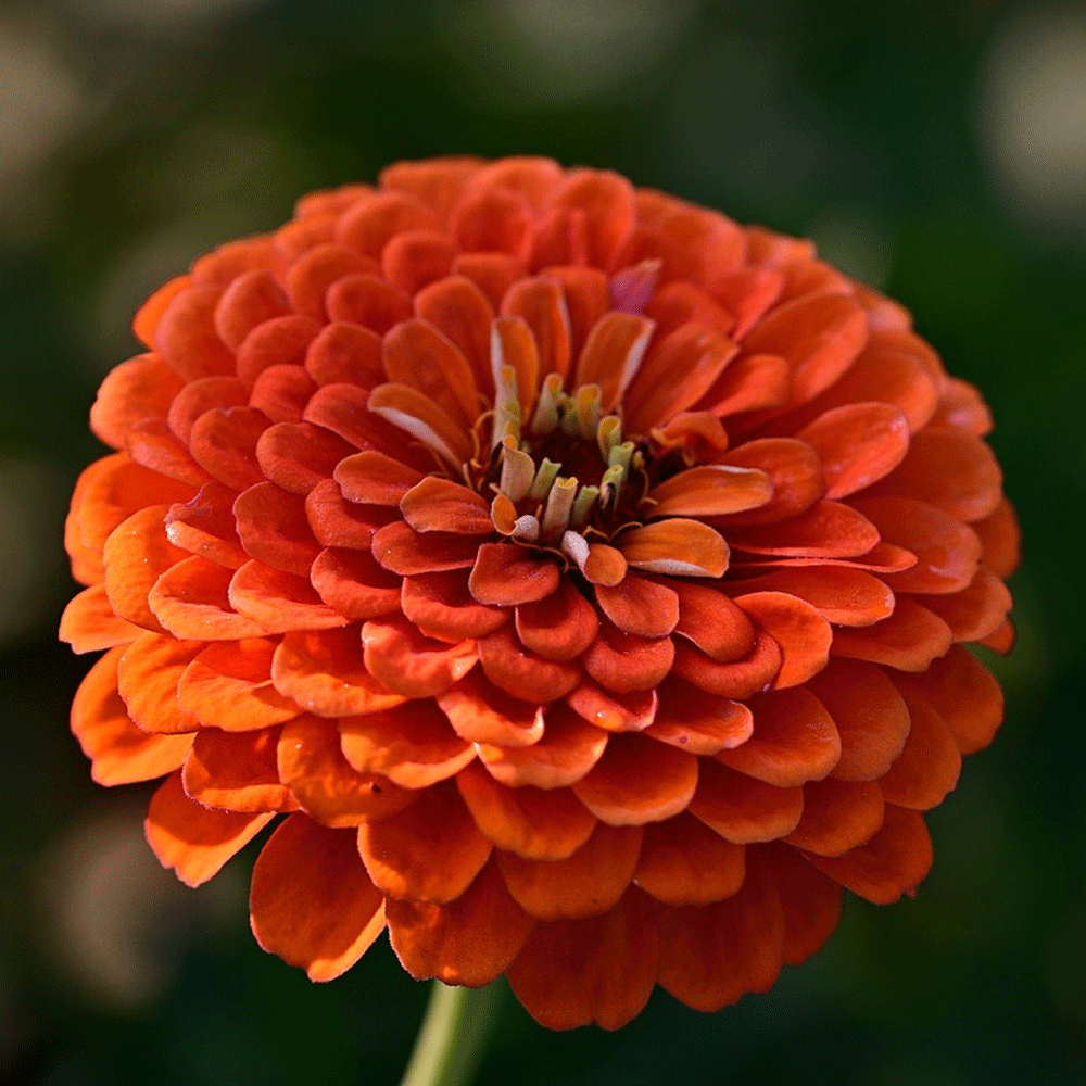 Seminte flori Carciumarese (Zinnia elegans) Portocalii 2 g