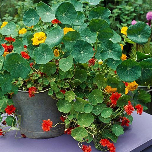 Seminte Flori Coltunasi (Tropaeolum majus) taratori mix 3g