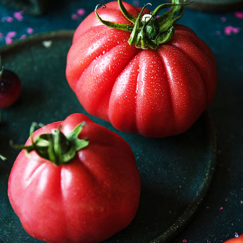 Seminte Tomate Pearson sel D`Albenga 0.3g