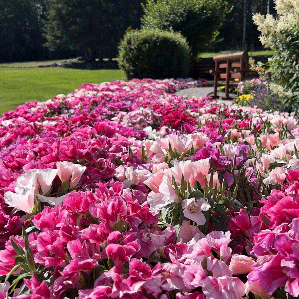 Seminte flori Azalee-Godetia (Godetia grandiflora) mix 0.3g
