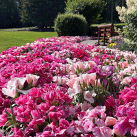 Thumbnail for Seminte flori Azalee-Godetia (Godetia grandiflora) mix 0.3g