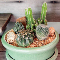 Thumbnail for Seminte flori Cactus (Cactus specie) mix 0.05g