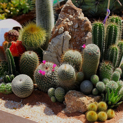 Seminte flori Cactus (Cactus specie) mix 0.05g