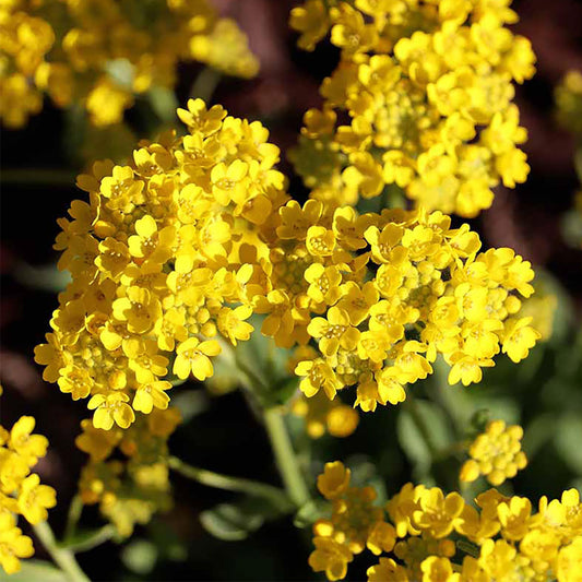 Seminte flori Ciucusoara (Alyssum saxatile) galbena