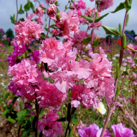 Seminte flori Clarchia (Clarkia unguiculata) mix 1g