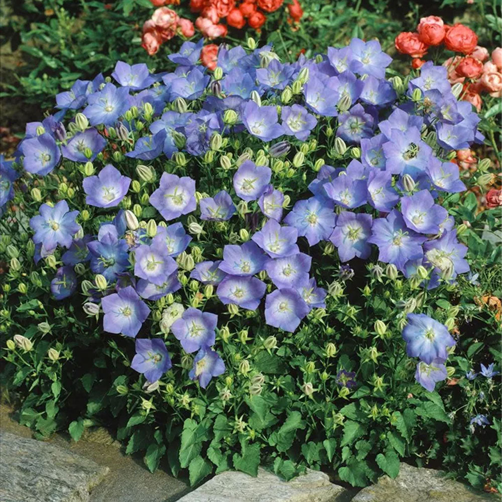 Seminte flori Clopotei (Campanula carpatica) albastri 0.25g