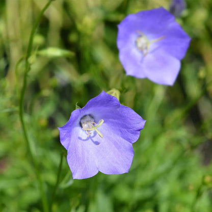 Seminte flori Clopotei (Campanula carpatica) albastri 0.25g