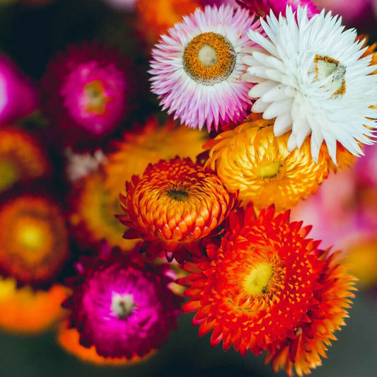 Seminte flori De Pai (Helichrysum Bracteatum) Mix 1g