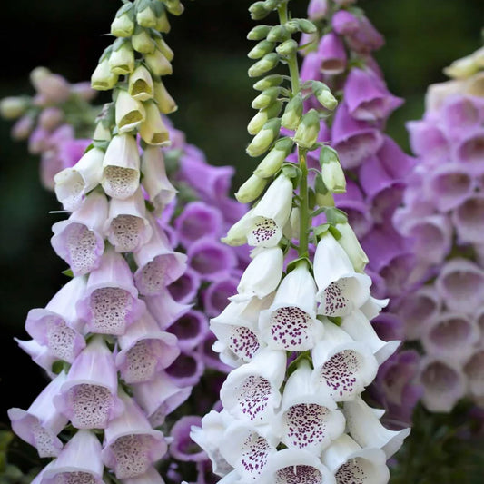 Seminte flori Degetel (Digitalis purpurea) mix 0.2g