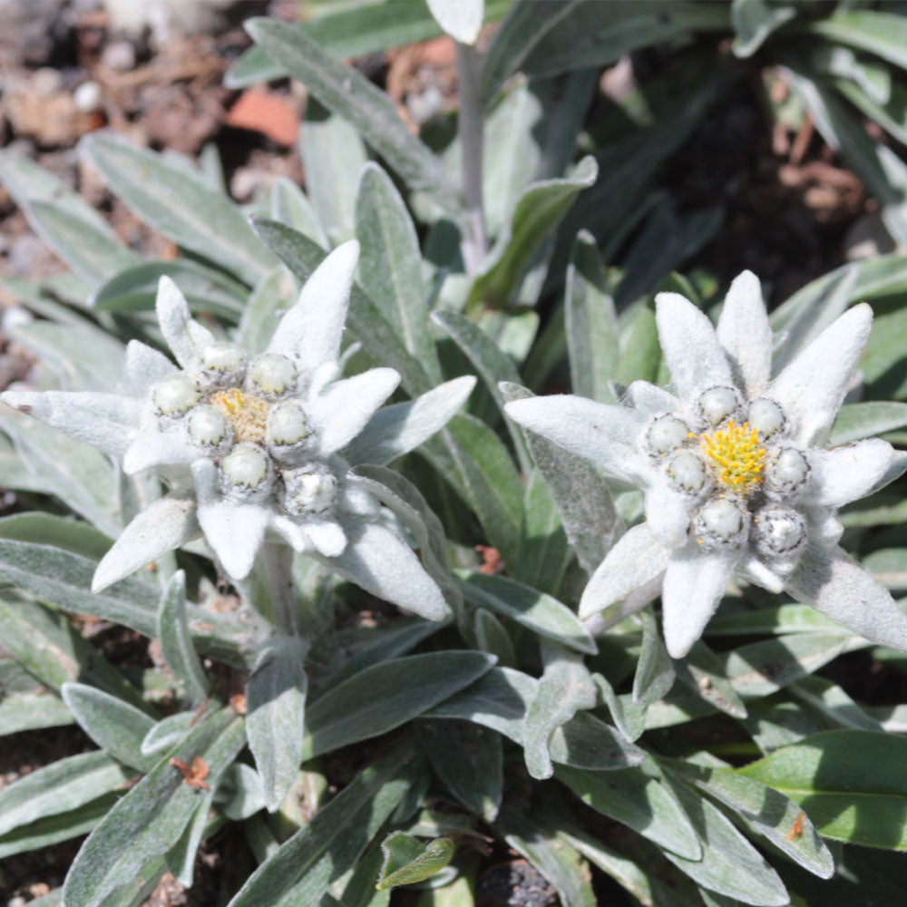 Seminte flori Floare de colt (Leontopodium alpinum) alba 0.02g