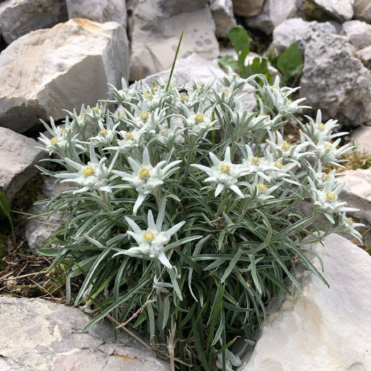 Seminte flori Floare de colt (Leontopodium alpinum) alba 0.02g