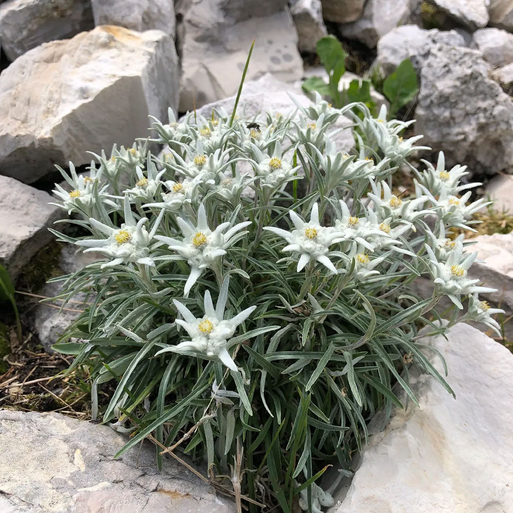 Seminte Flori Floare De Colt Leontopodium Alpinum Alba 0 02g Plantazia seminte-flori-floare-de-colt-leontopodium-alpinum-alba-0-02g-plantazia