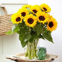 Thumbnail for Seminte flori Floarea Soarelui decorativa Holdfeny (Helianthus annuus) 2g