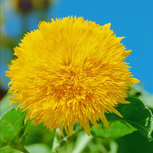 Seminte flori Floarea Soarelui decorativa SonnenGold inalta (Helianthus annuus) 2g