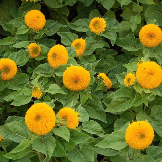 Seminte flori Floarea Soarelui decorativa SonnenGold inalta (Helianthus annuus) 2g