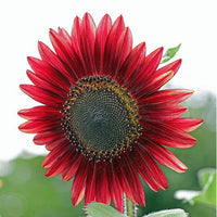 Thumbnail for Seminte flori Floarea soarelui (Helianthus annuus) rosie 1.5g