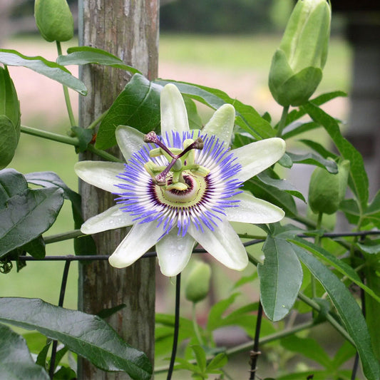 Seminte flori Floarea pasiunii (Passiflora caerulea) albastra 3sem