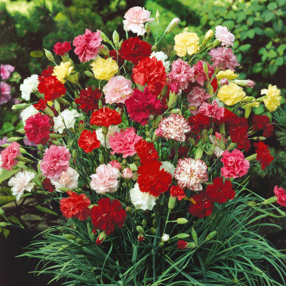 Seminte flori Garoafa de Gradina (Dianthus caryophyllus Grenadin) Mix 0.25 g