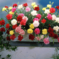 Thumbnail for Seminte flori Garoafa de Gradina (Dianthus caryophyllus Grenadin) Mix 0.25 g