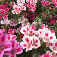 Thumbnail for Seminte flori Godetia (Godetia amoena) mix 0.5g