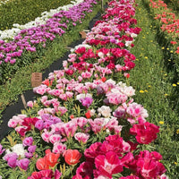 Thumbnail for Seminte flori Godetia (Godetia amoena) mix 0.5g