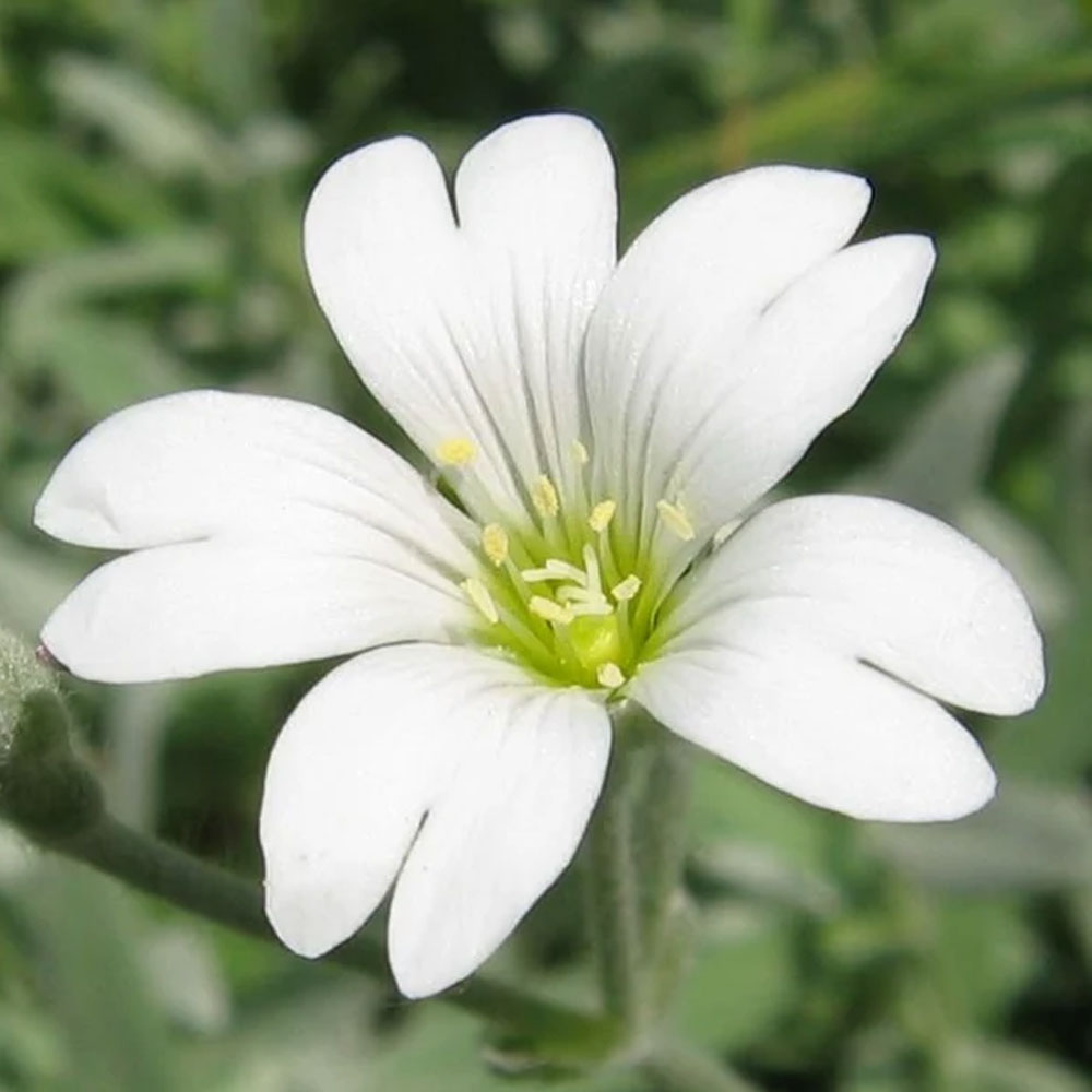 Seminte flori Lana Caprelor (Cerastium tomentosum) alba 0.25g