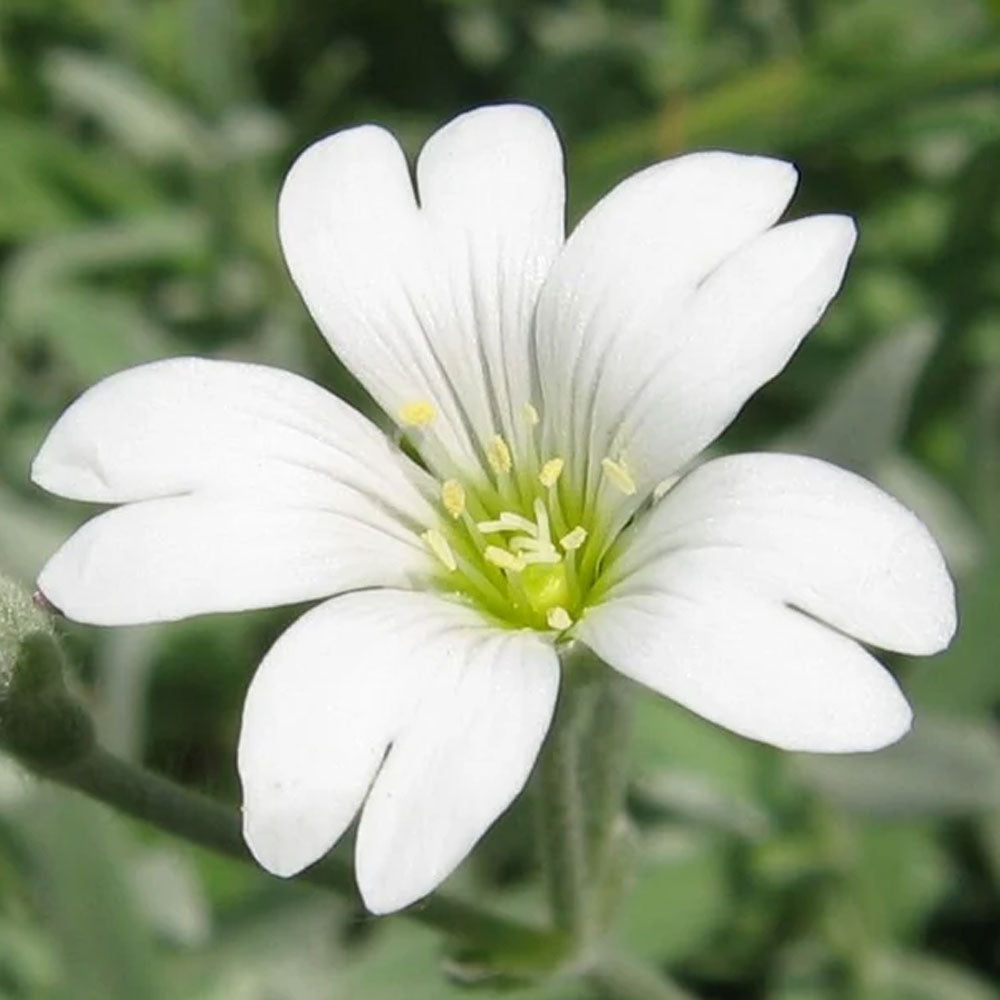 Seminte flori Lana Caprelor (Cerastium tomentosum) alba 0.25g