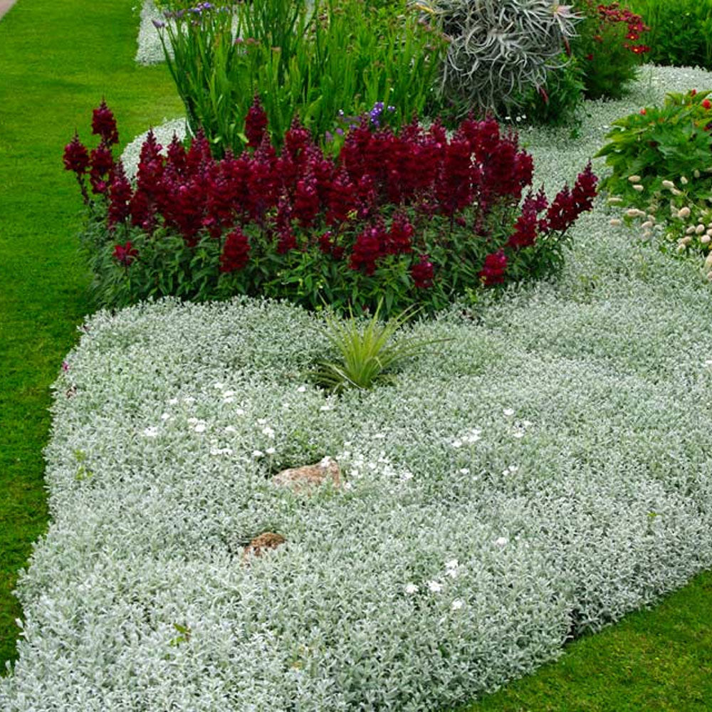 Seminte flori Lana Caprelor (Cerastium tomentosum) alba 0.25g