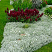 Thumbnail for Seminte flori Lana Caprelor (Cerastium tomentosum) alba 0.25g