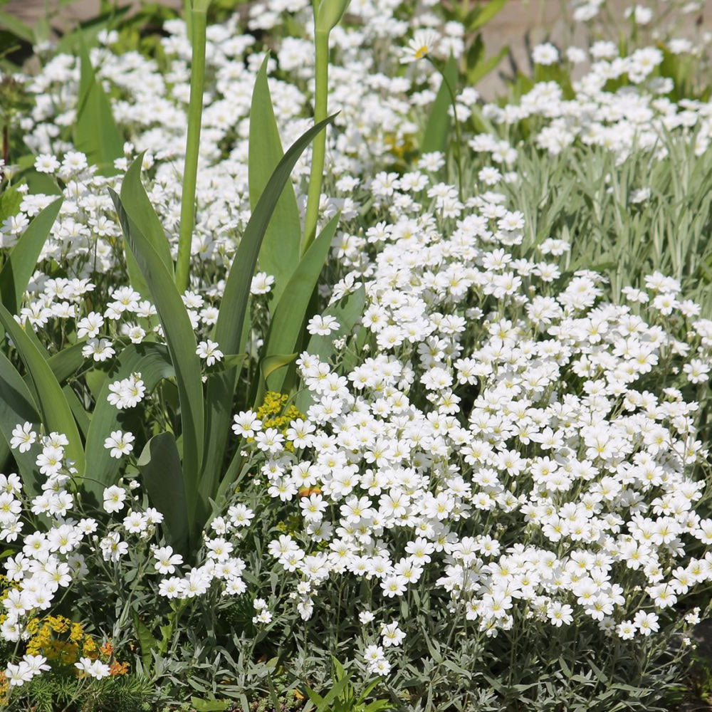 Seminte flori Lana Caprelor (Cerastium tomentosum) alba 0.25g