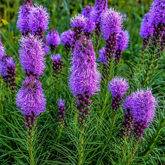 Seminte flori Liatris (Liatris spicata) mov 0.2g