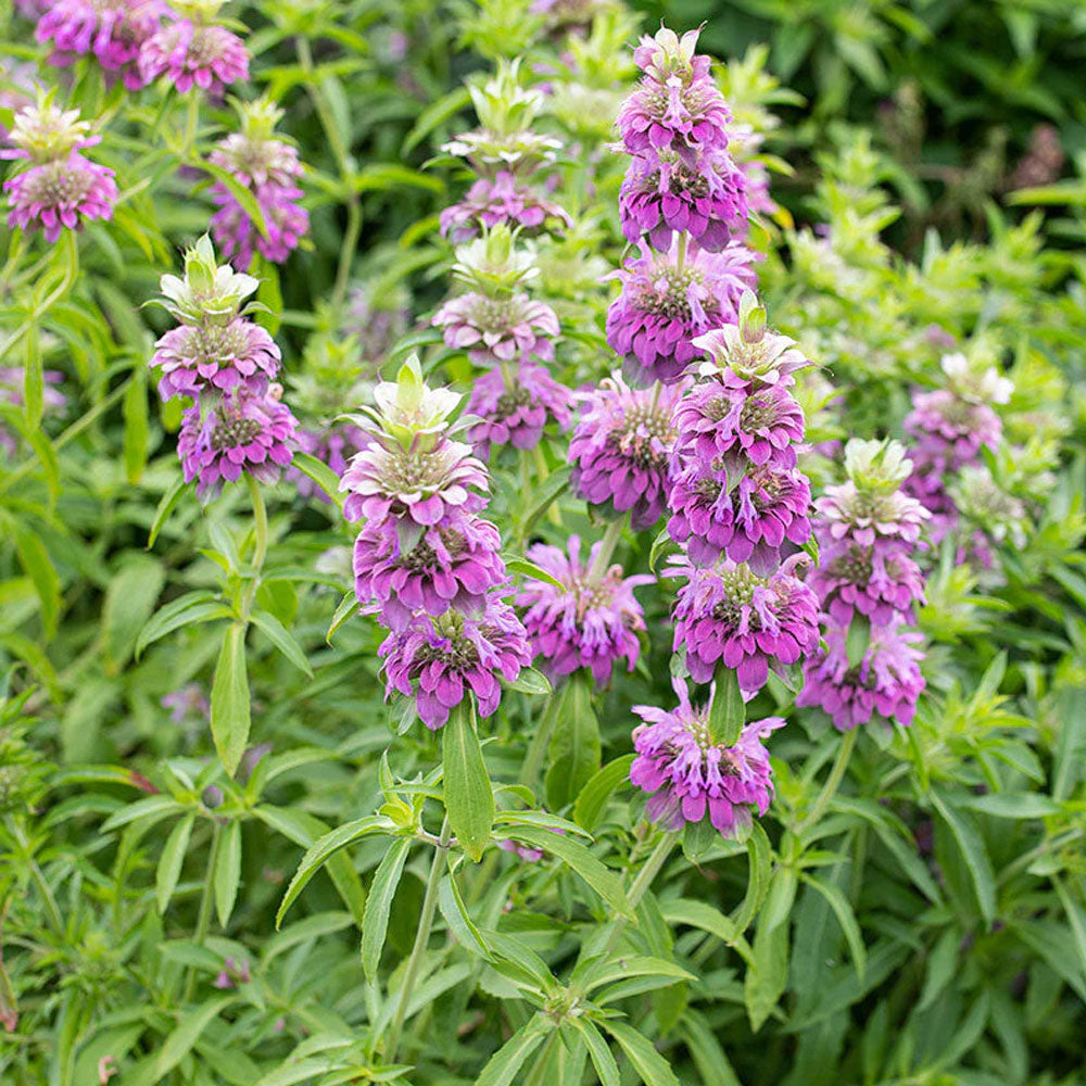 Seminte flori Menta decorativa (Monarda citriodora) 0.15g
