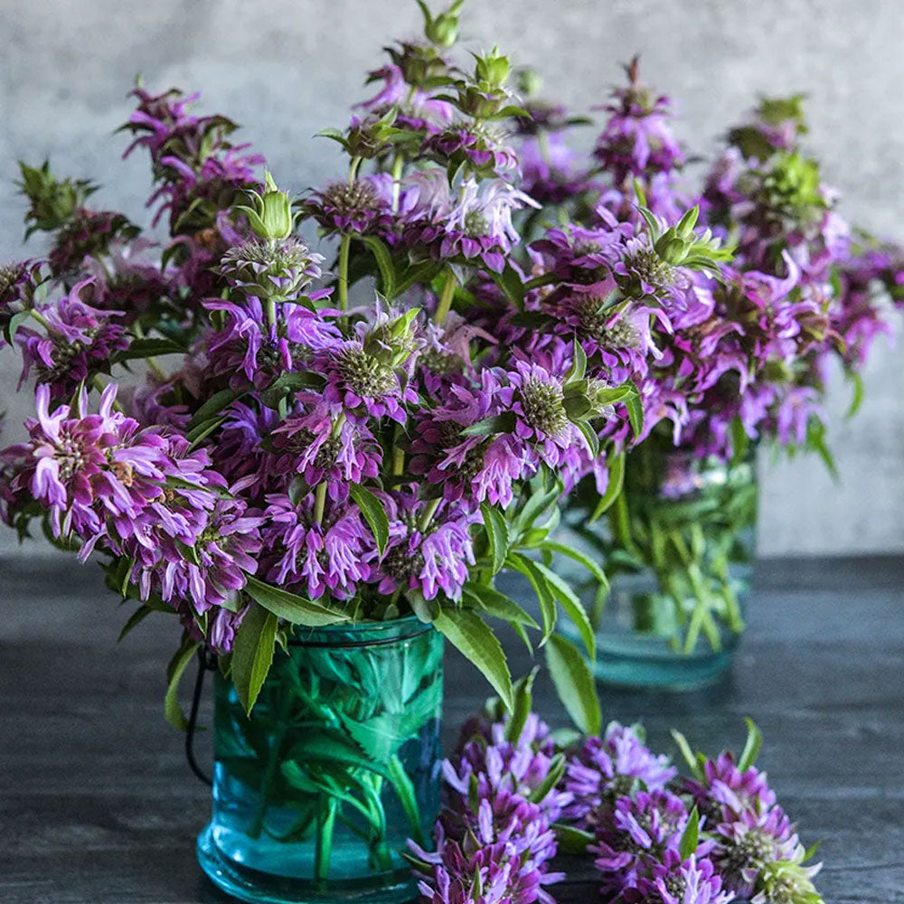 Seminte flori Menta decorativa (Monarda citriodora) 0.15g