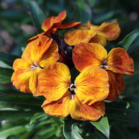 Seminte flori Micsunele (Cheiranthus cheiri) Galbene Mix 1g